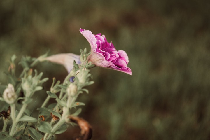 flower Pink