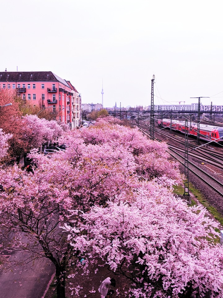 Pink City
