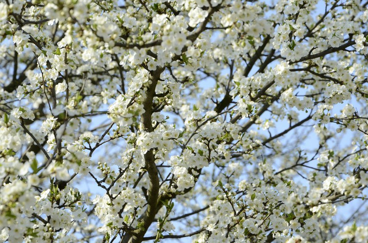 White flowers