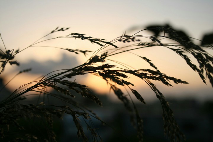 wheat