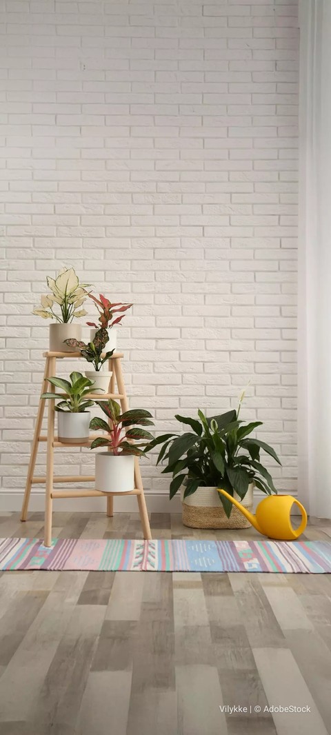 Floor, 室内植物壁纸