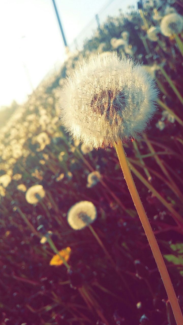 spring