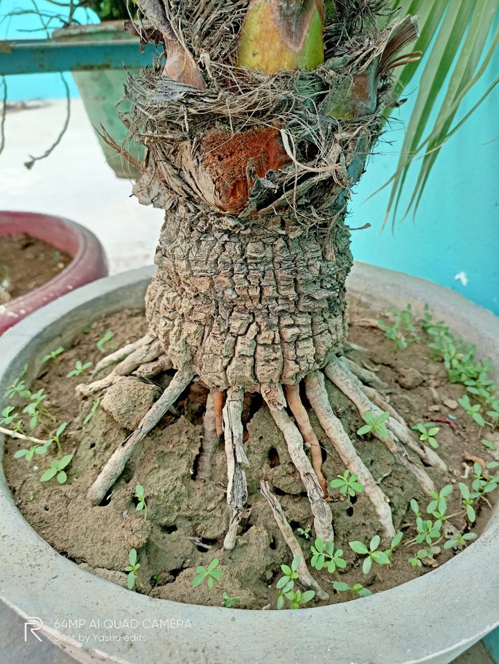 Nature's greenery ?