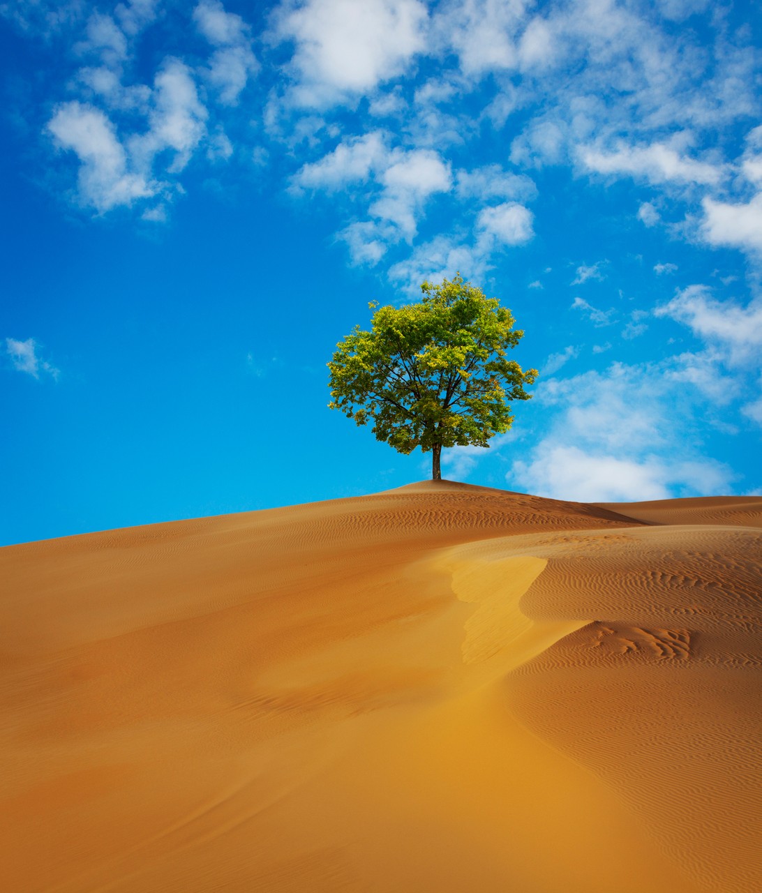 Tree and Pure Sky