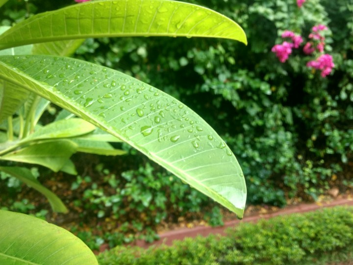 Drops on the leaves..!!