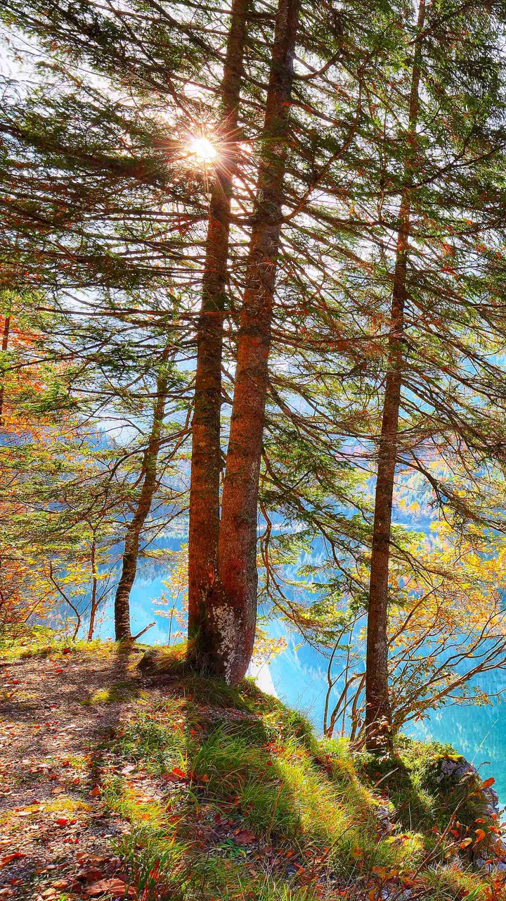 albero