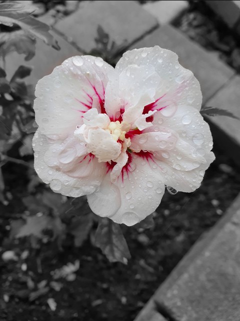 Hibiscus