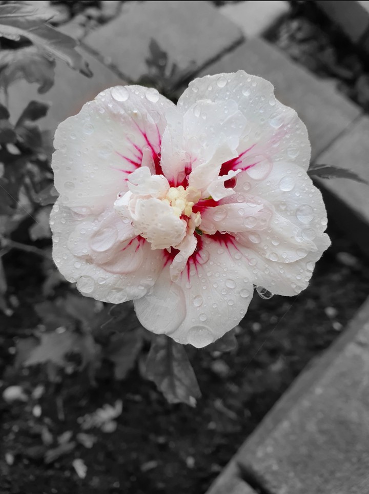 Hibiscus