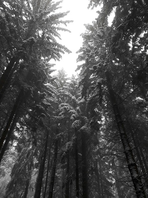 huge trees