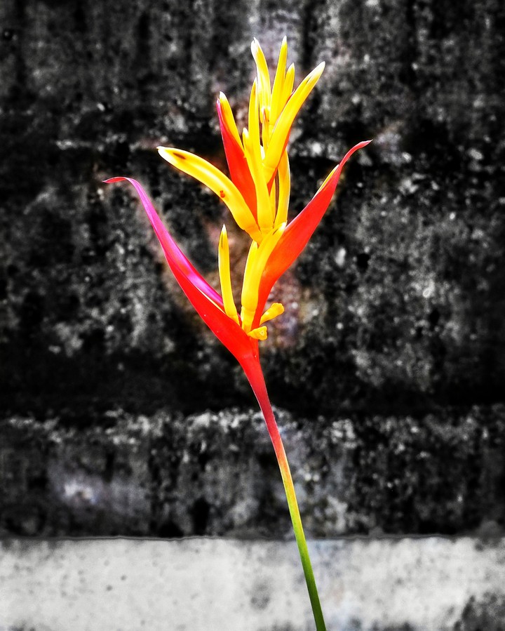 Birds of Paradise