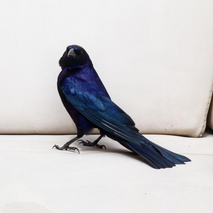 bird