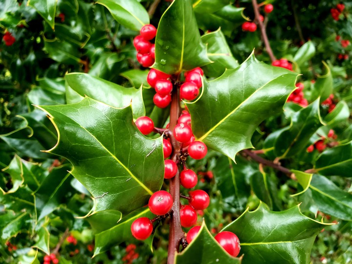 tree
