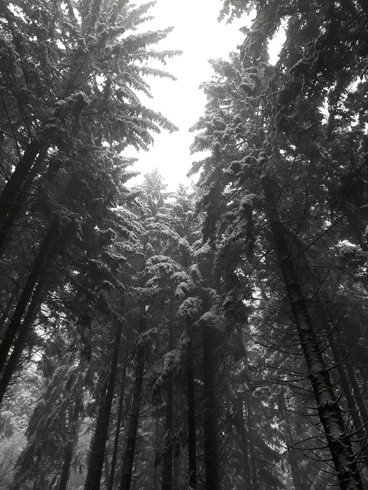 huge trees
