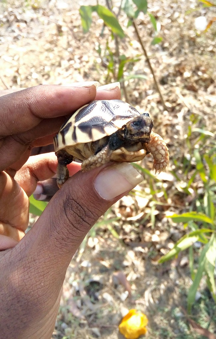 small tortoise..