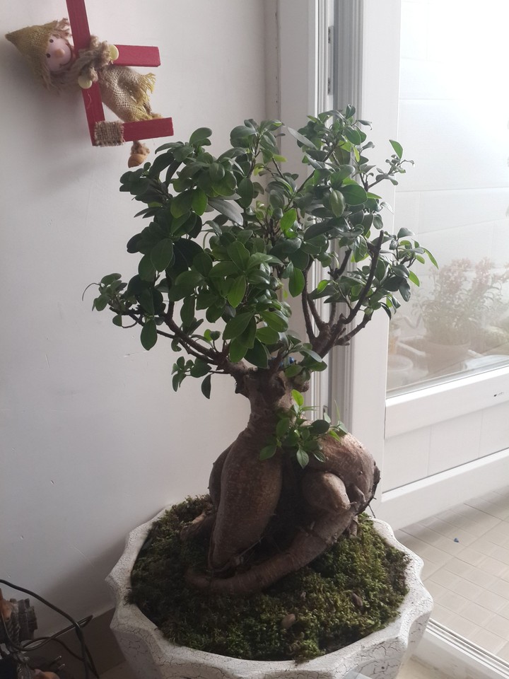 tree