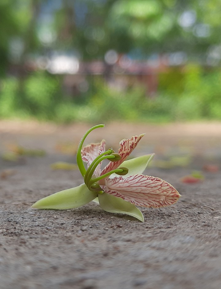 flower