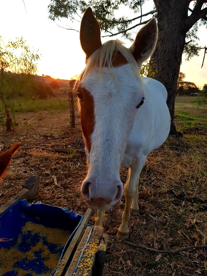paint horse m