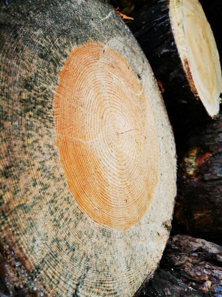 Log in forest