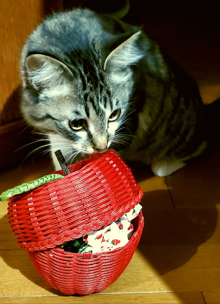 cat