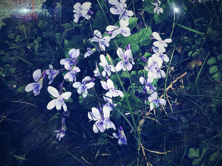 violet