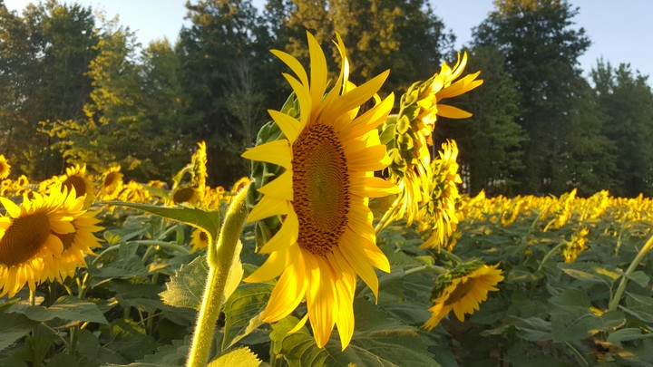 sunflower