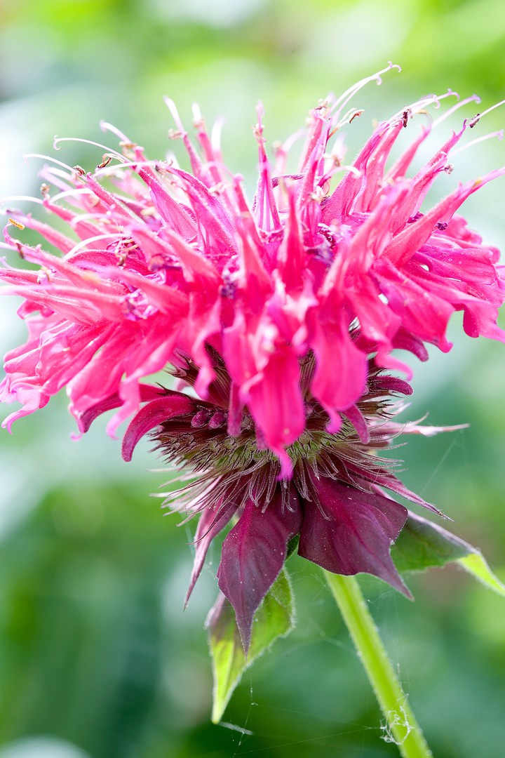 'Raspberry Wine' Bee Balm
pink