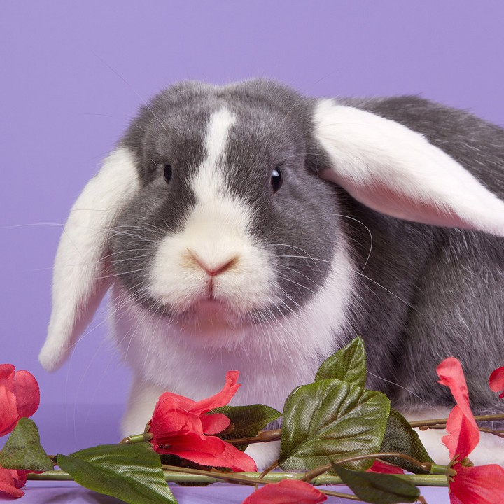 Hase