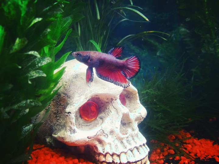 betta hm pk
