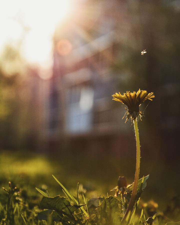 flower
