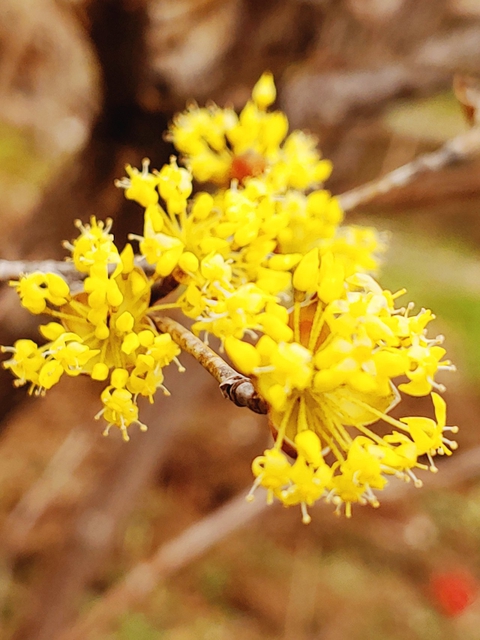 hình nền flower, wildflower
