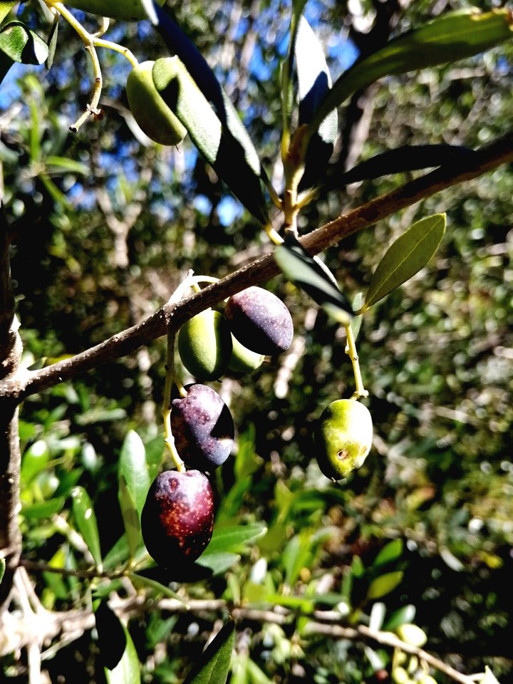 Olives