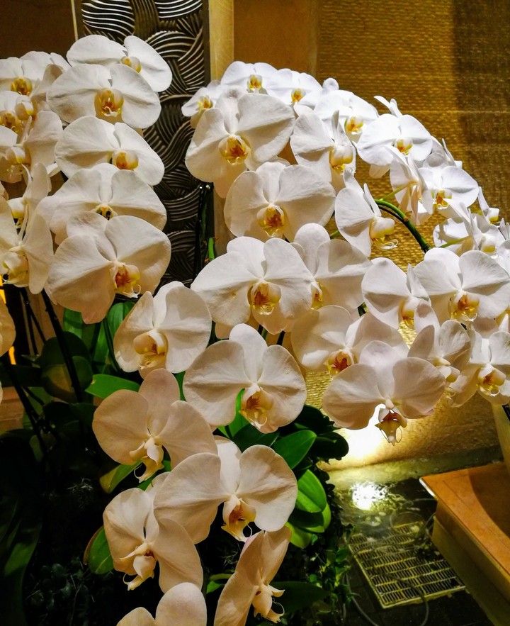 orchid