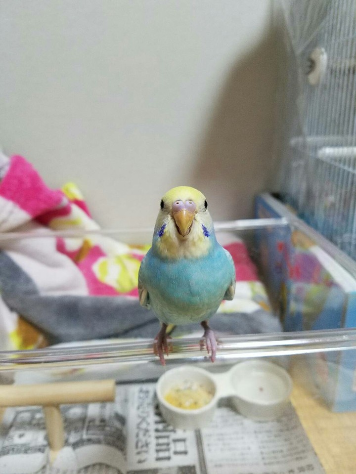 マリンちゃん