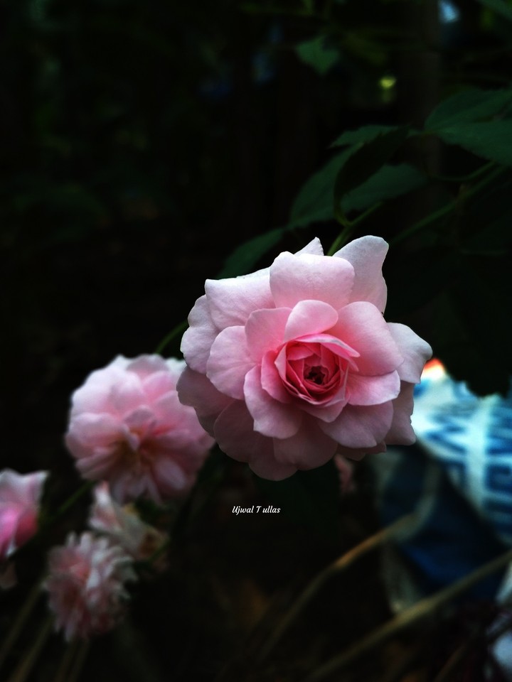 rose