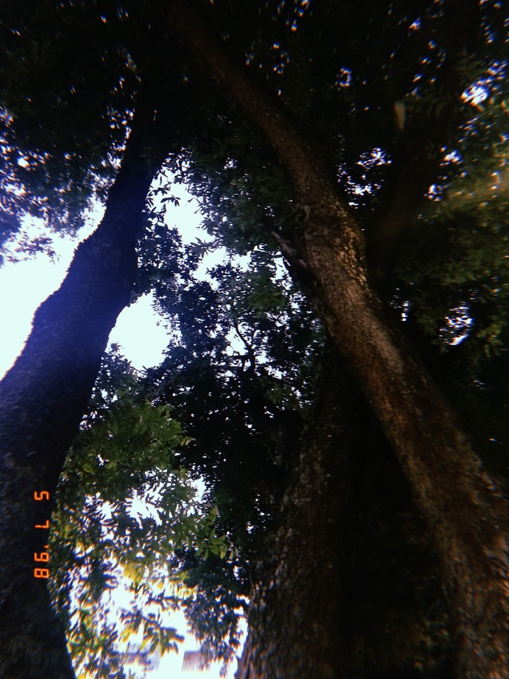 Manaus