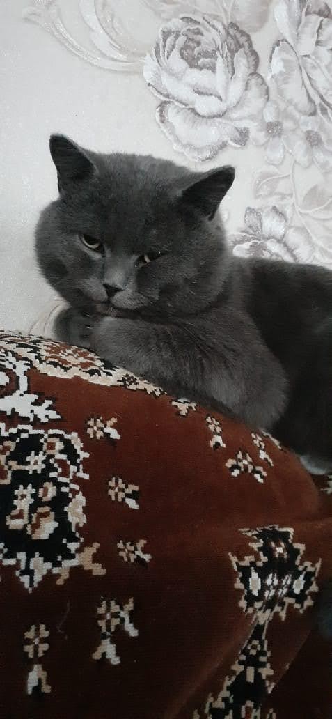 Кузя