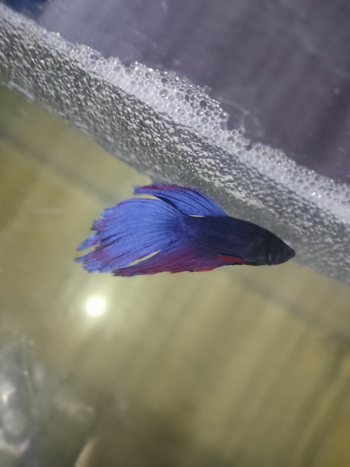 betta