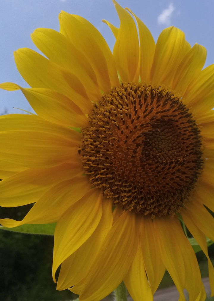 Sunflower