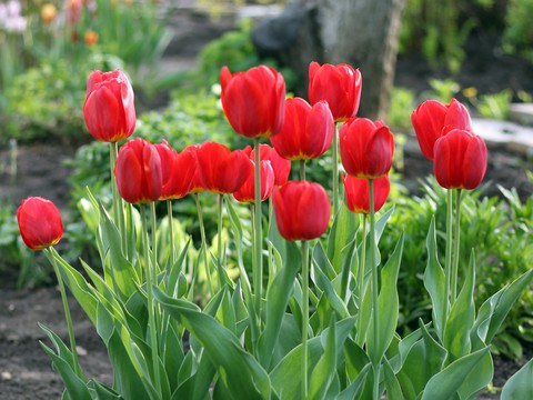 Beautiful bunch of red tulips