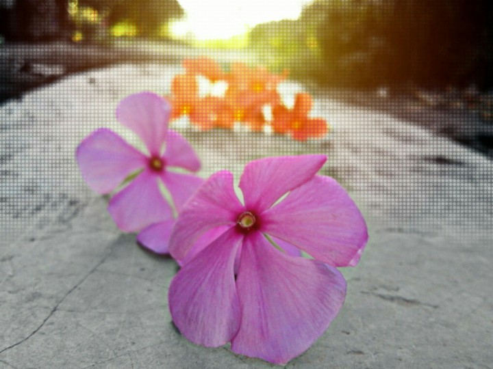 flower