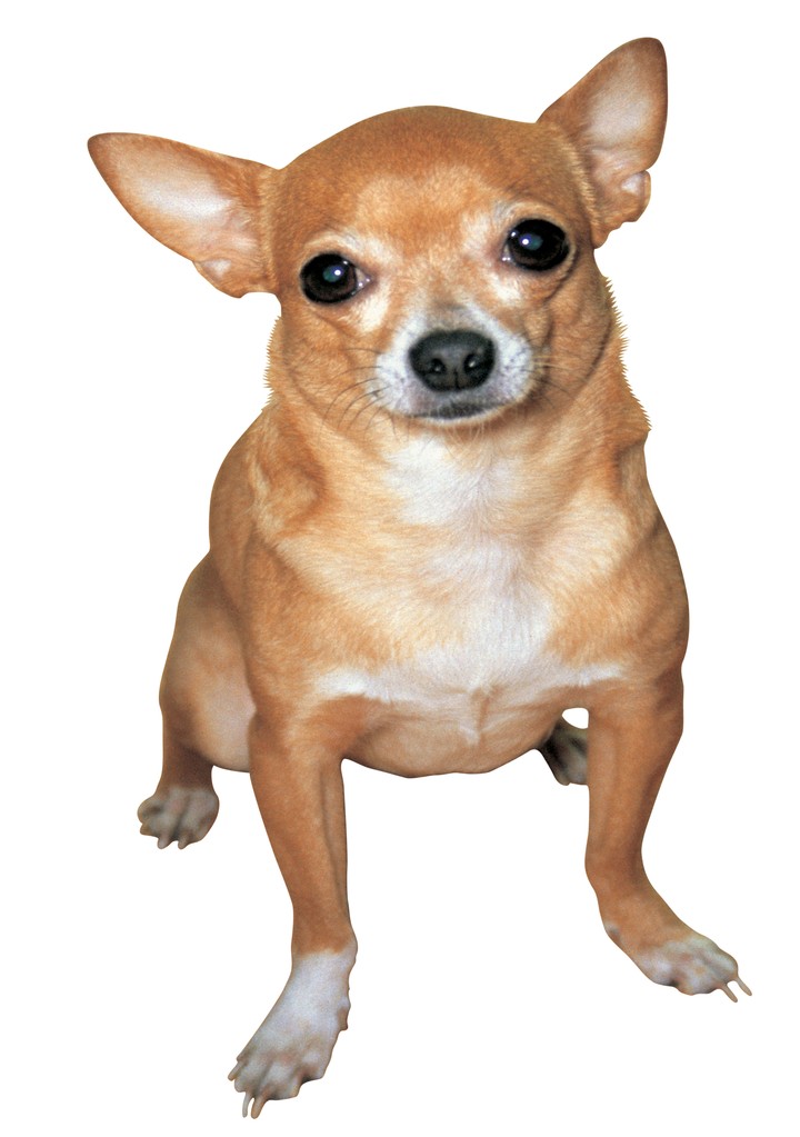 동물