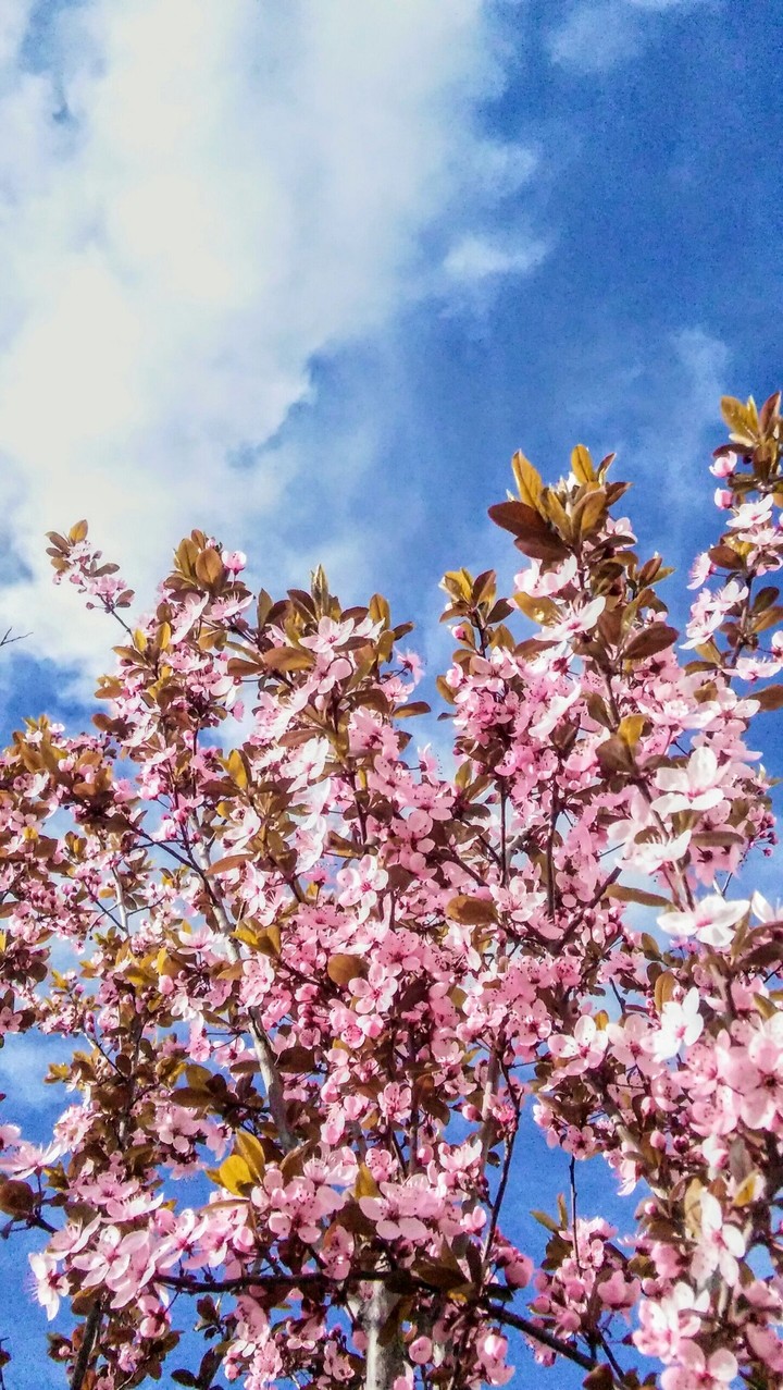 spring:)