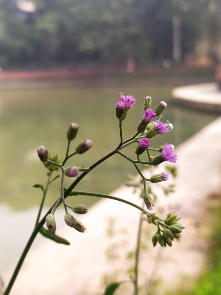 Wildflower