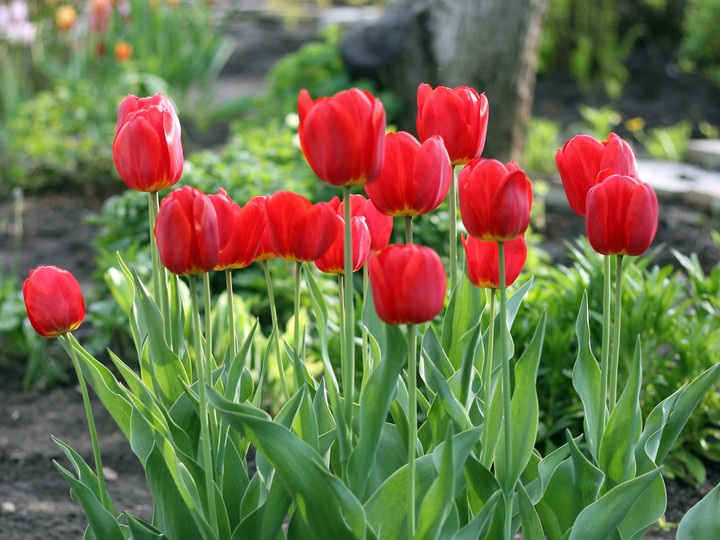 Beautiful bunch of red tulips