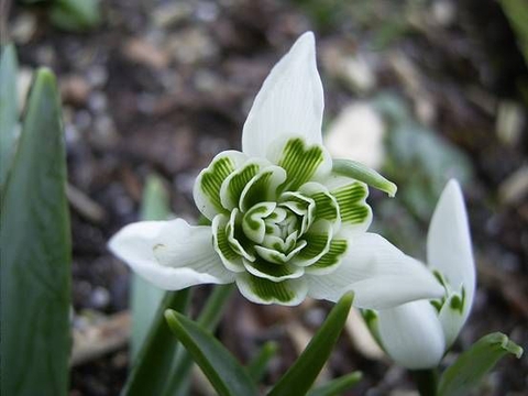 sfondi wildflower, flower