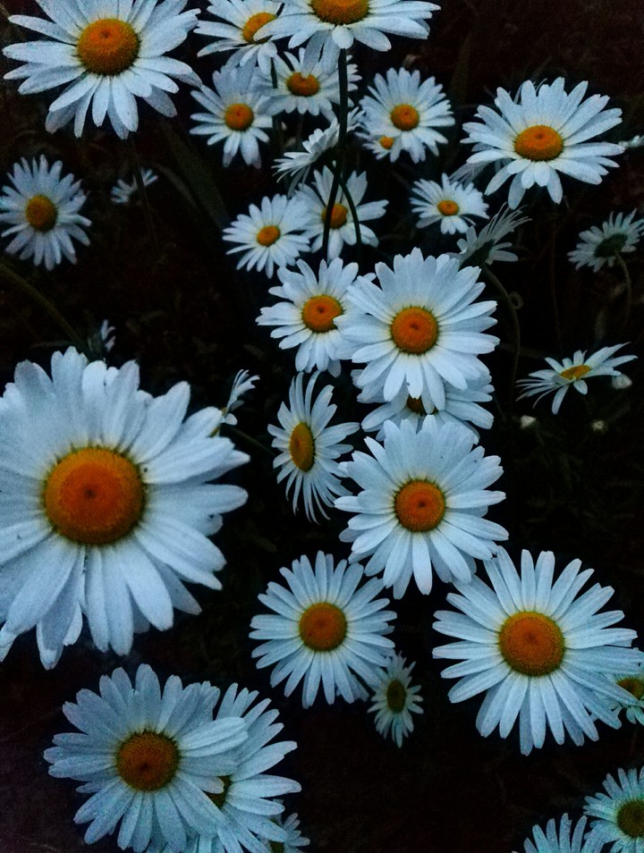 Daisies
