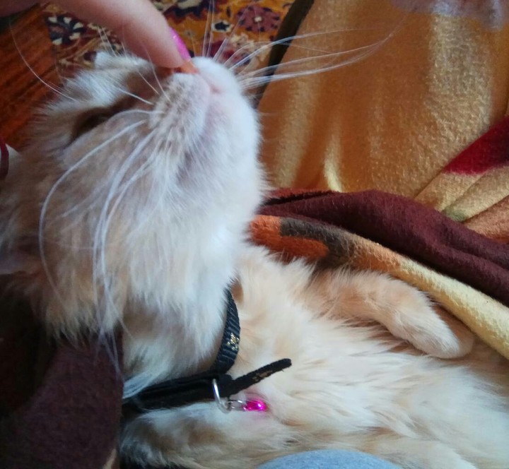 #bonya#cat