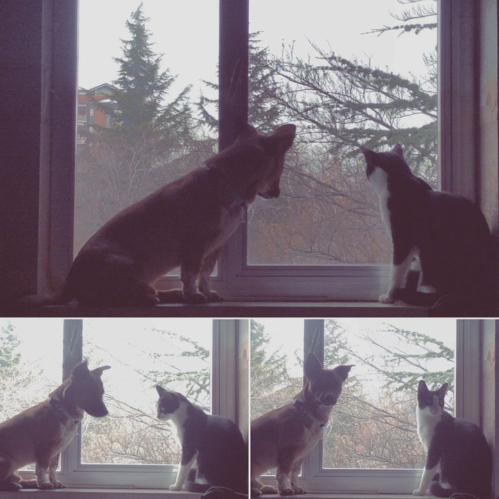Zazu & Yuri