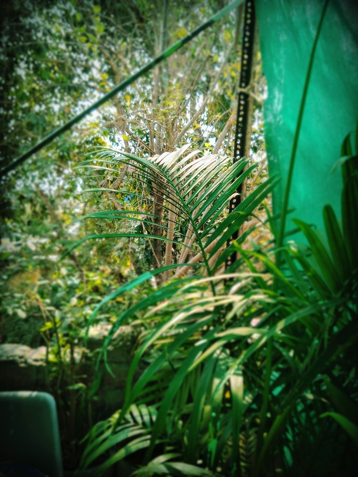 my green garden
