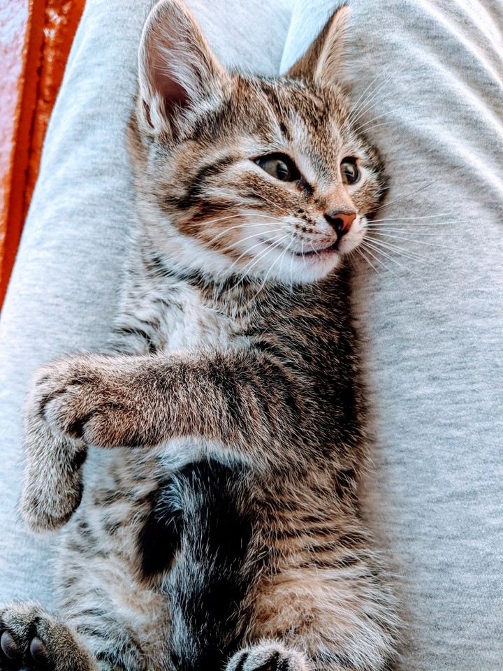 cat
